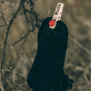 Bosveld-buskruit Fraaisokkies